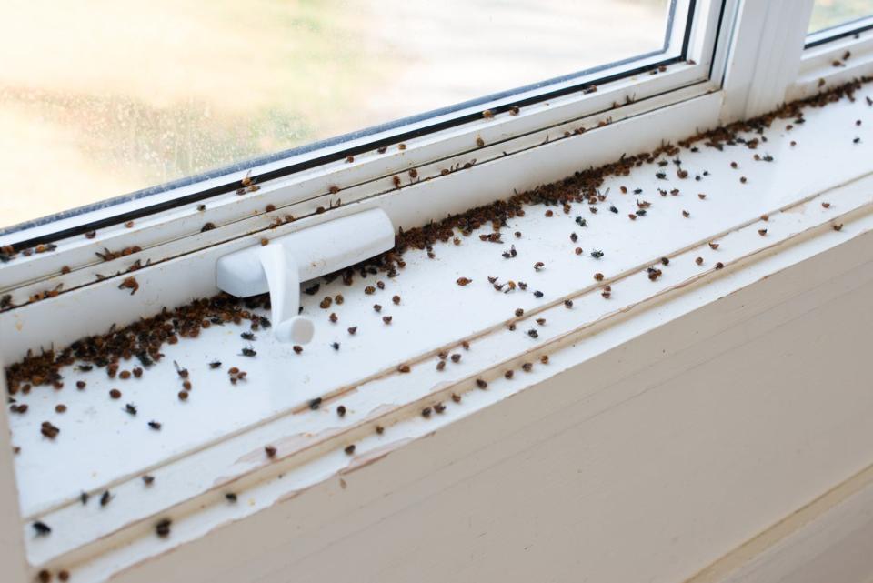 Quick Fixes for Tiny Black Bugs in House